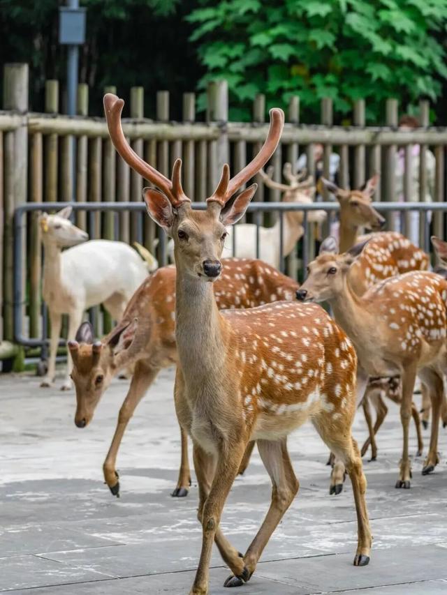 暂时闭馆前，再去金沙遗址看一眼太阳神鸟