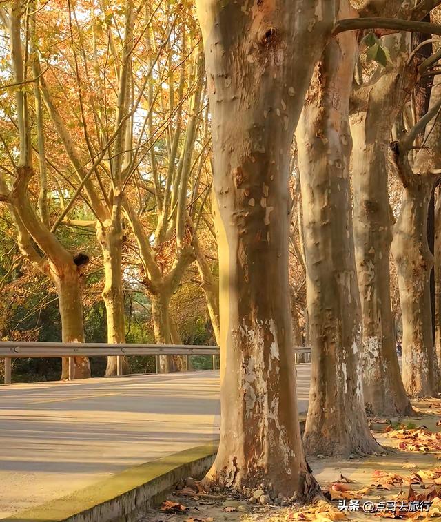 成都4大梧桐观赏地，17公里金色隧道，超级壮观，地铁公交直达！