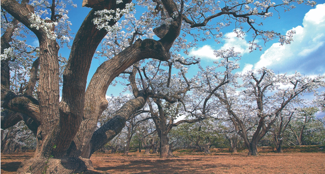 皋兰快讯 | 喜报！皋兰什川古梨园入选省级文旅新地标