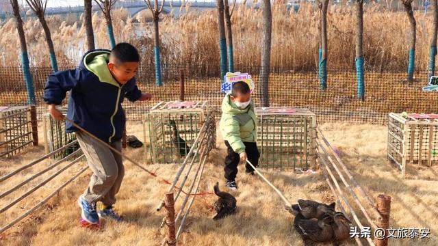 开年遛娃首选！东平湖流浪水世界暖冬亲子奇遇季，全家欢乐新去处！
