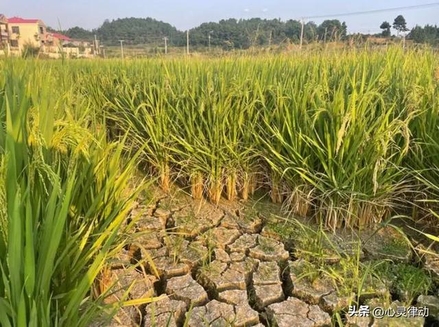 “不怕出伏雨，就怕出伏晴”，今日出伏,晴天有啥预兆?还要热多久
