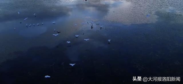 河南汝阳：北汝河湿地公园白鹭翩飞，绘就生态新画卷
