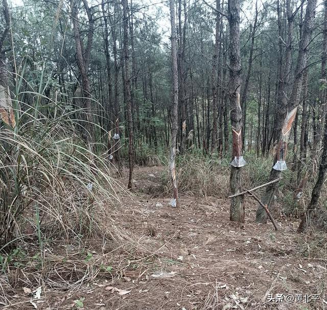 广西南宁市武鸣区深山里有战国古墓群，数量庞大极为罕见
