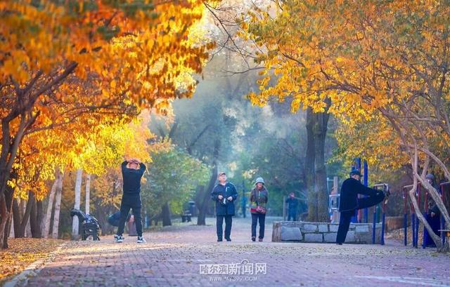超多美图！来冰城赏落叶品秋意