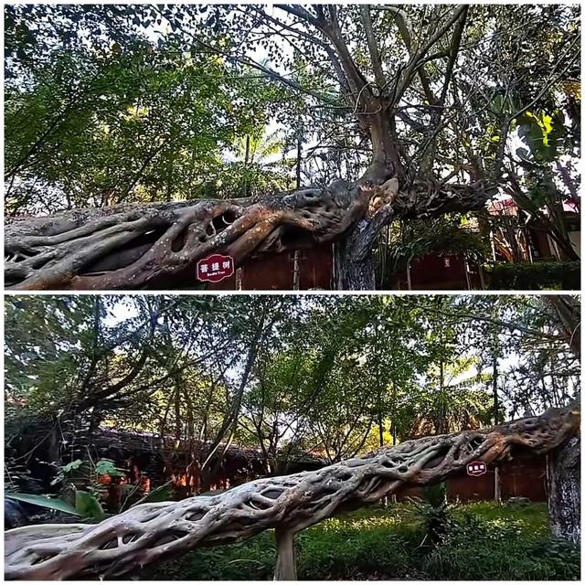 莫里热带雨林好风光