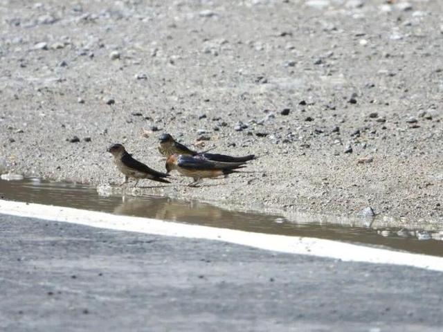 东北网友拍下大量燕子滞留，目击者：死了很多，已经飞不走了……