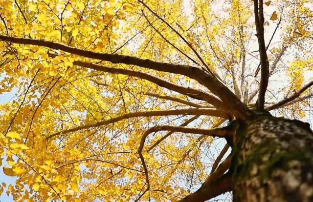 谁说广东没有秋天？这个“岭南银杏之乡”，轻松邂逅秋日浪漫