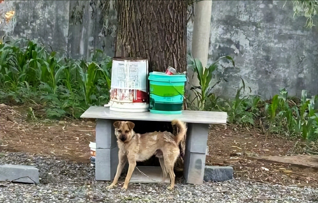 狗主人被反杀案开庭	，9人闯门打砸，妻子后悔冲动，更多细节披露