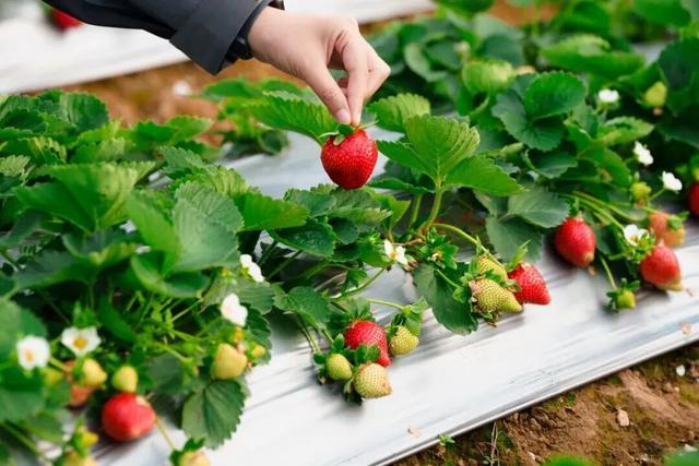 一起来肇庆摘果果！GO、GO、GO……