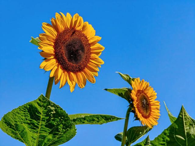 奥森赏葵花