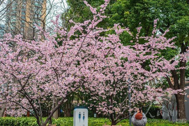 图游天下 发现上海|早樱盛开！五大宝藏赏樱点位请收好