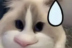 抖抖超火的表情包 | 憋不住笑了~图片