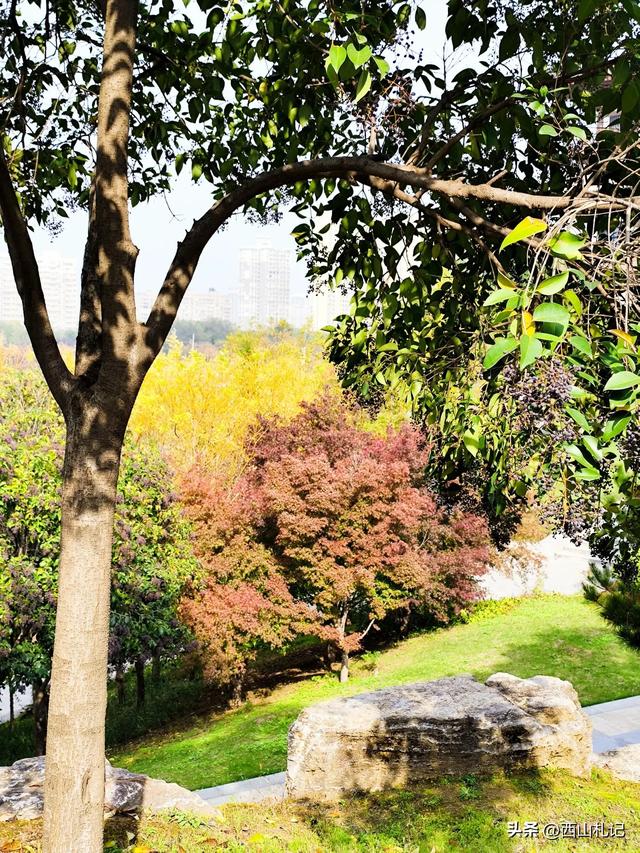 五线小城里的银杏大道，美翻全网的深秋景色原来在这里