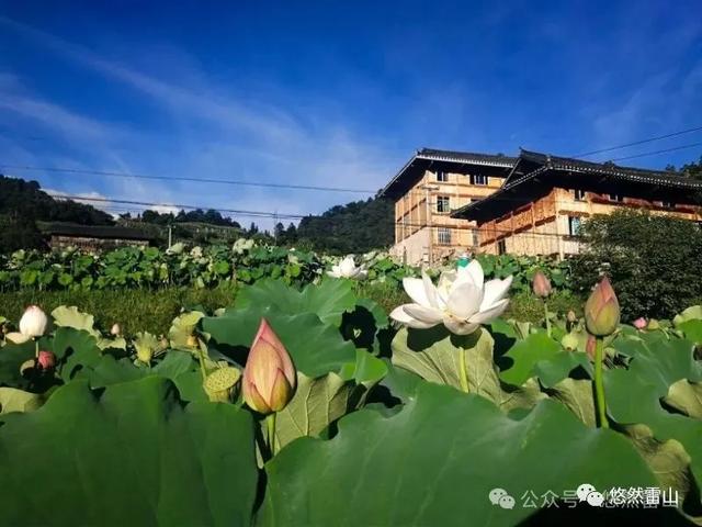 新春逃离计划！雷山过年自驾，赴一场山水之约