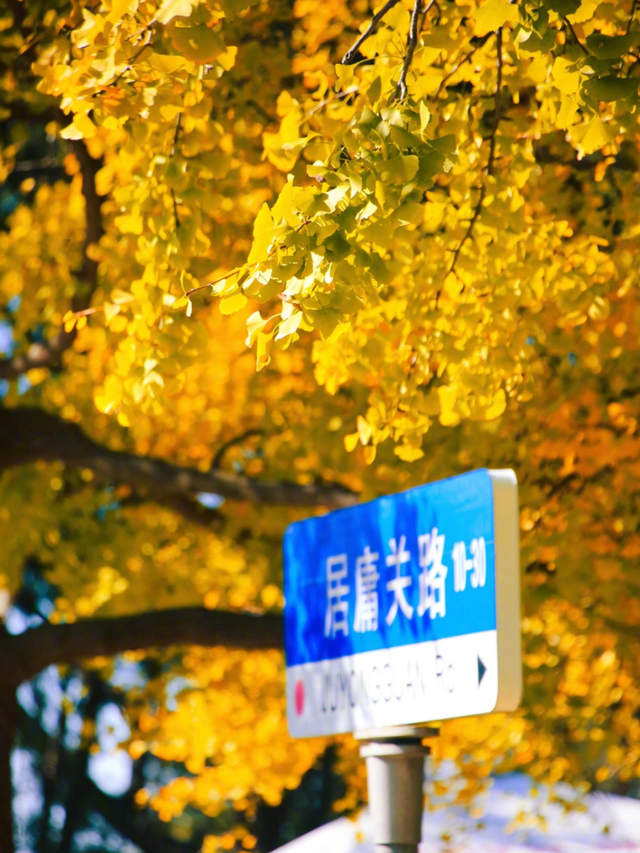 领取限定“杏”运！抓紧来看金色山东