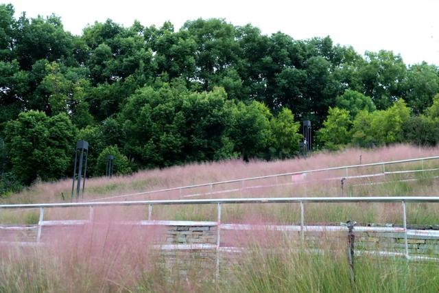 谁说重庆没有秋天?都藏在这些公园里→