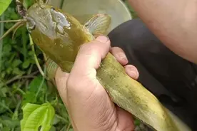 最“委屈”的鱼，只因长得像埃及塘鲺，常被人误认为是“垃圾鱼”图片