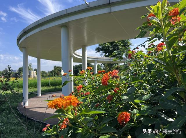 成都坐地铁最新赏花地，近百亩金色花田，超级惊艳，不要门票！