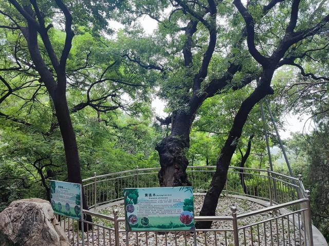 莱芜大舟院，曾经的繁华归于一片宁静中