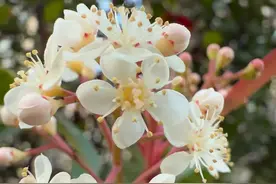 这种花一开，整座城市都“臭”了！可为什么绿化部门偏要种它？图片