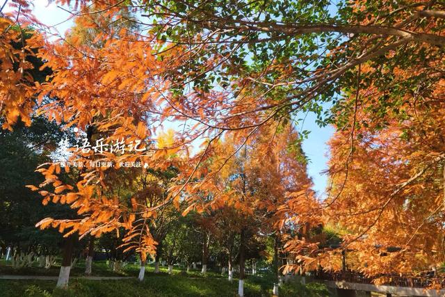 宁波慈溪的宝藏型公园，银杏水杉与红枫共绘秋日大片，比油画还美