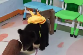 背着小书包、身披袈裟、坐“豪华”敞篷车······武野首例人工饲养棕熊幼崽来啦！图片