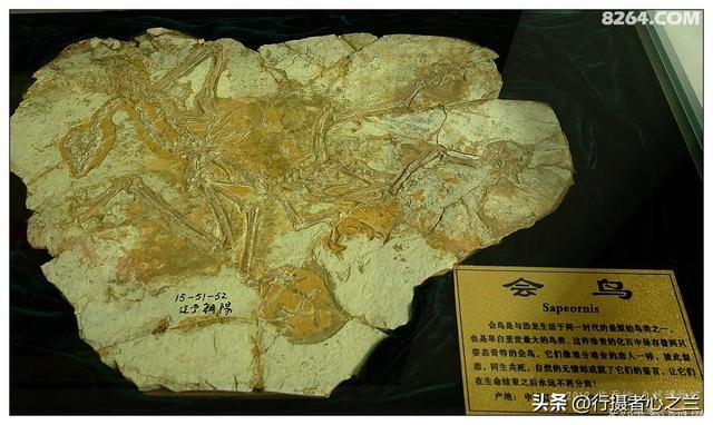 山东行游影记（37）—平邑天宇自然博物馆（十二）