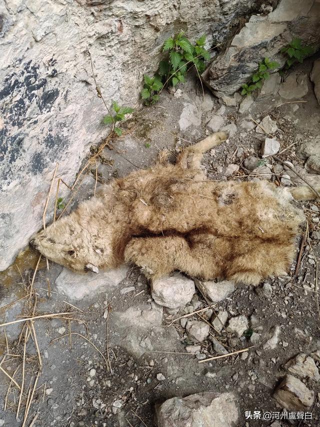 渭源双石门*石门雪山的杜鹃花