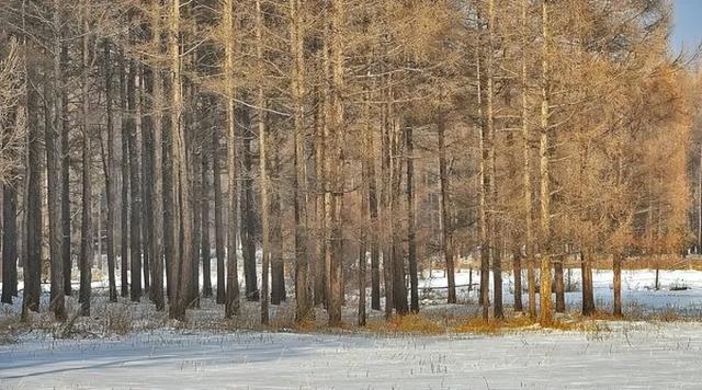 呼伦贝尔醉美初冬