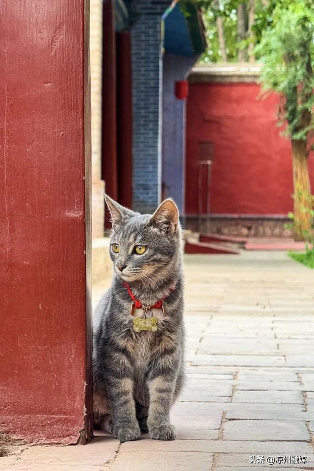 怎么才算“爱你老己”？来武威，用一场citywalk读懂凉州