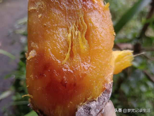 和老人相处是一个修炼的过程，阴天湿漉漉的我还是把茶树修剪完了