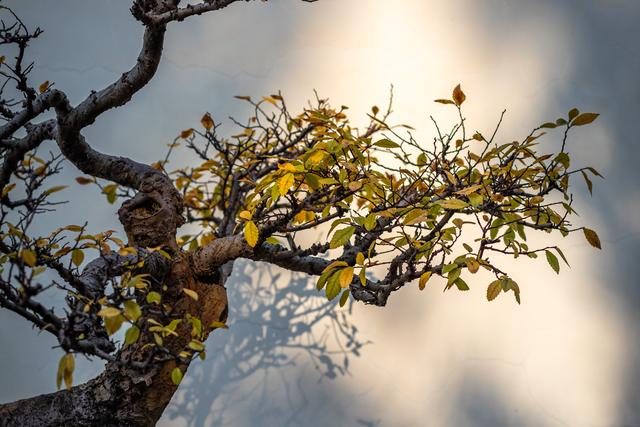 独爱成都百花潭！800 年银杏染秋，登散花楼解锁城市安逸时光
