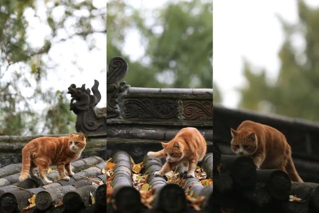 【文明旅游】太原：秋染晋祠｜当千年古建染上斑斓秋色