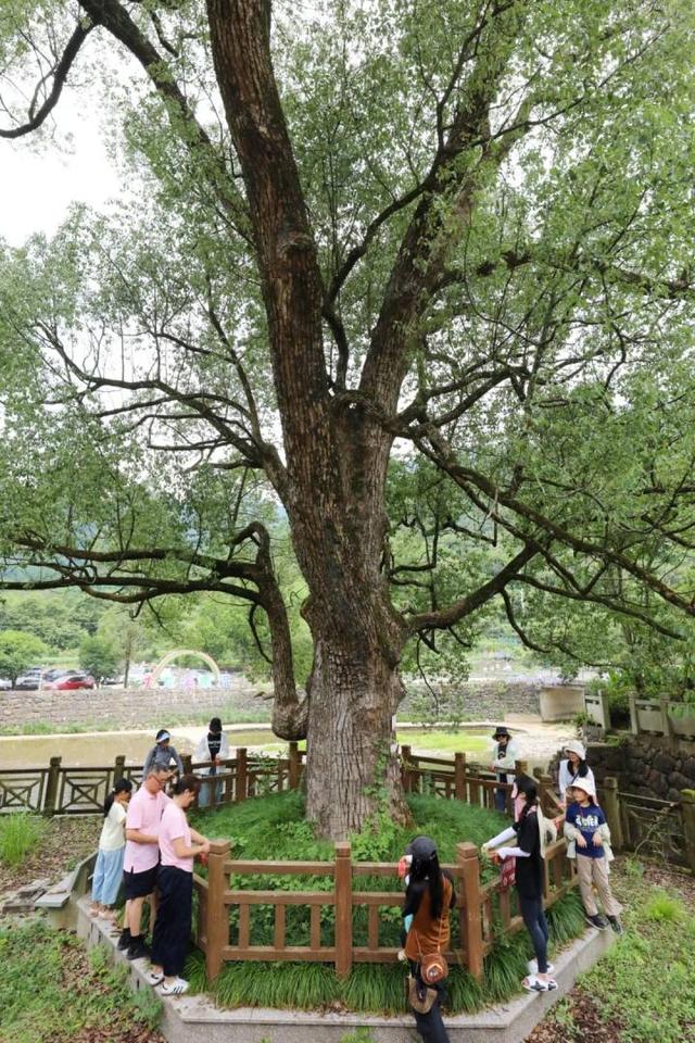 “山村收菜计划”再升级！杭城一批亲子家庭上周末驱车200公里赶到这个海拔600多米的小山村……