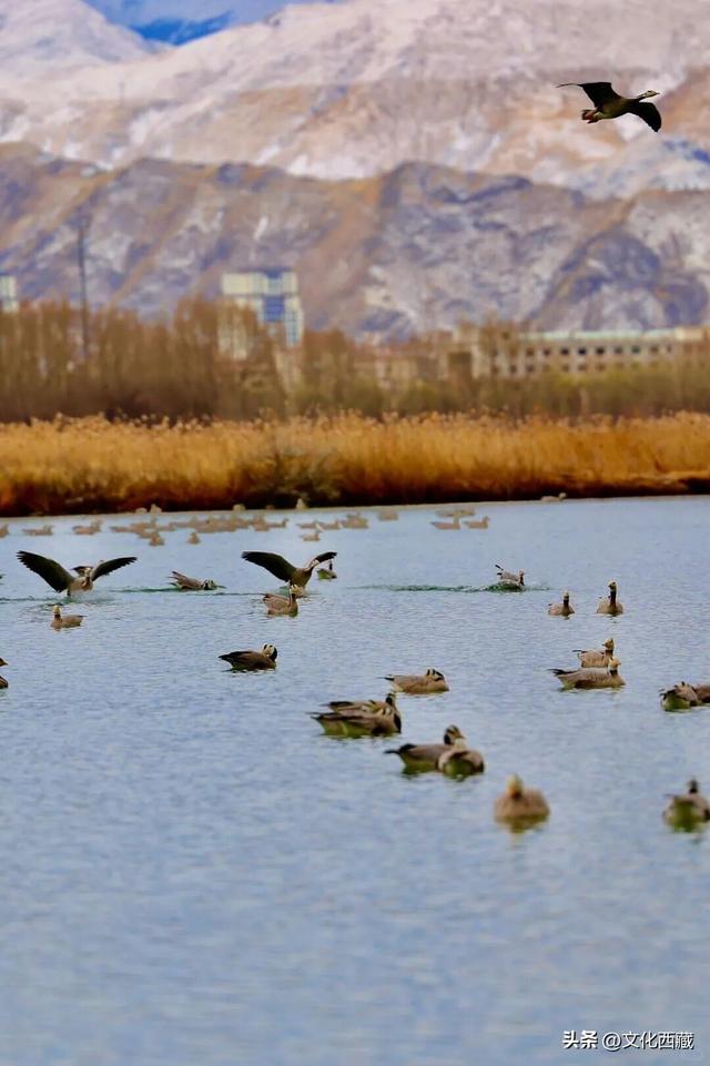 下次有朋友去拉萨，除了布达拉宫，请告诉他一定要逛逛这里