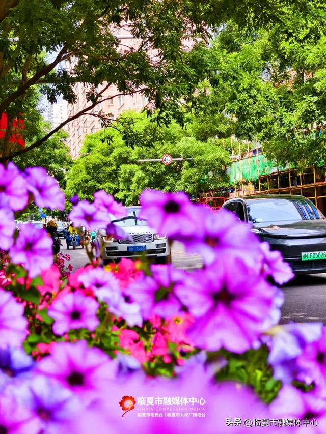 含氧量爆表!闯入花都临夏市的“绿野仙踪”,开启你的完美夏日~