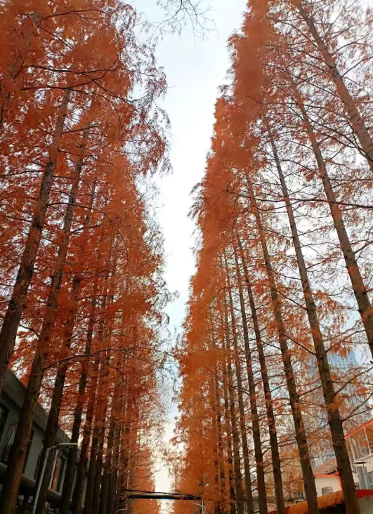 临沂「红杉」「红枫」浓度拉满，出片率100%