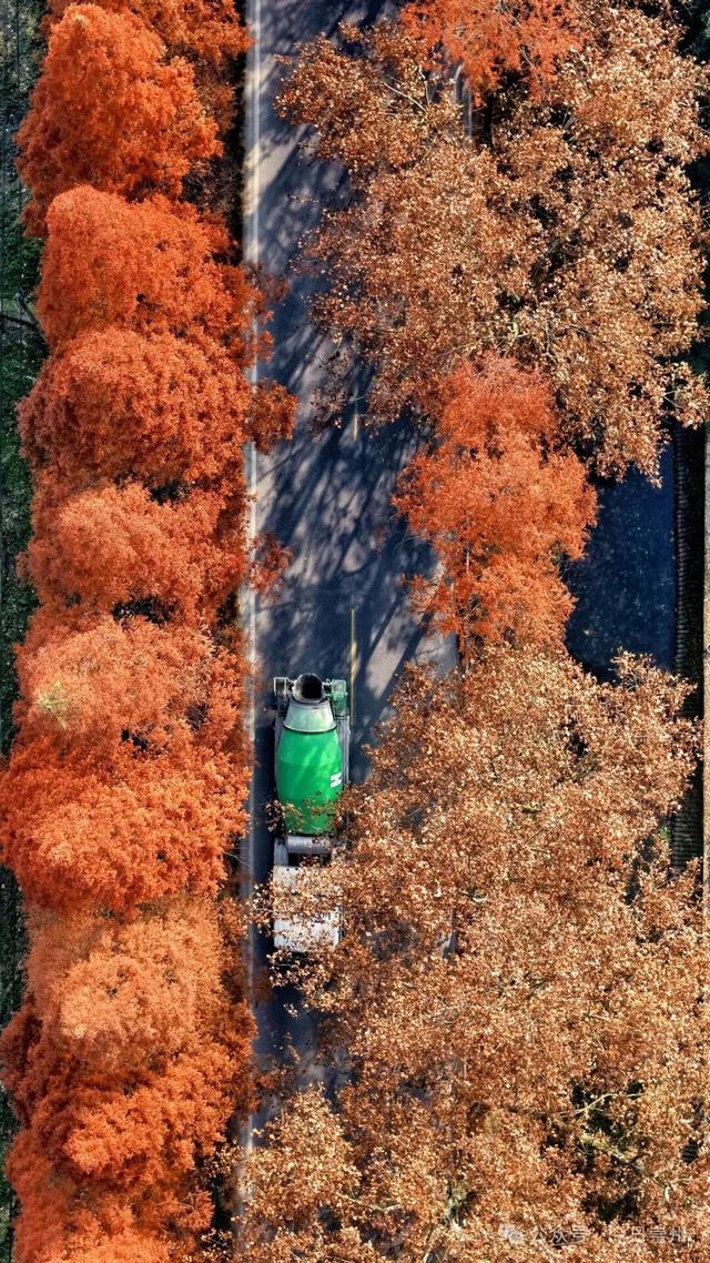 免费又出片！崇州初冬宝藏秘境，美到封神！