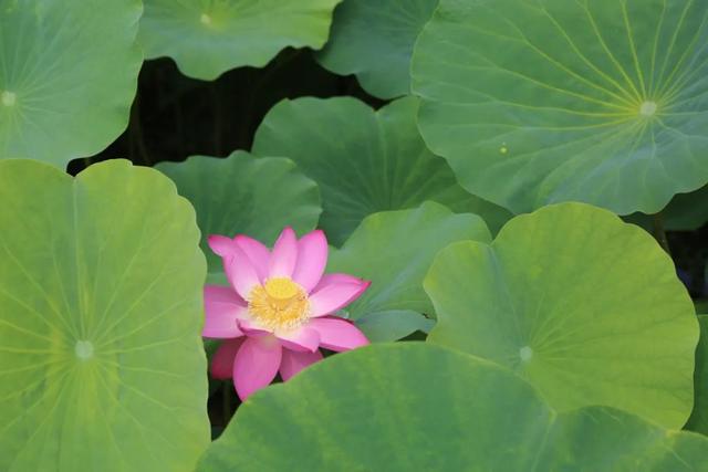 【文明旅游】太原：难老泉润稻荷香