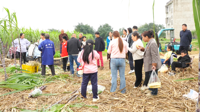 风吹蔗浪！孝昌这片田园风光藏不住了