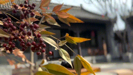 白鹿暖阳 原上慢享 白鹿原影视城首届冬日休闲季 将于11月27日暖心启动~