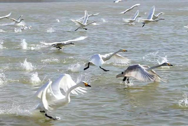 双节假期洽川湿地游人如织 赏湿地风光品诗经诗意