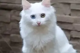 国内10大本土猫图片