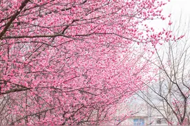 组图 | 三月高校繁花景 不负春光诗书韵图片