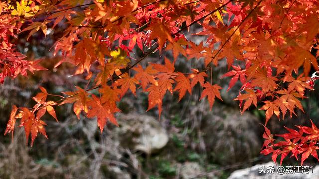蓝山谷记：与十万株红枫的相遇