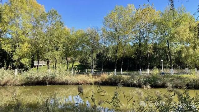 最近，龙口这两个地方美出了新高度！很多人都去打卡~~~