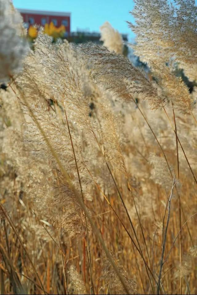 芦花飞雪！比人高+多机位！青岛氛围感芦苇荡初冬打卡地