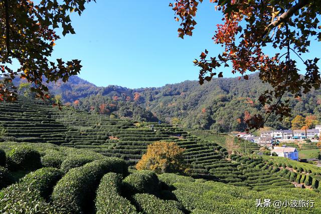 杭州冬日徒步，从古村到茶园，银杏金黄枫树染红，感受山野之乐