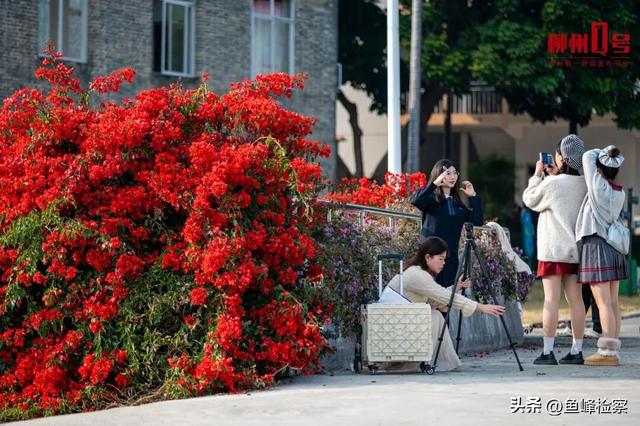 柳州下“花”了！粉色花海铺满人行道，还有“红色瀑布”超出片~回暖在这天→