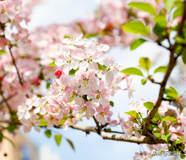 垂丝海棠正盛！温江春日的粉色滤镜开启～